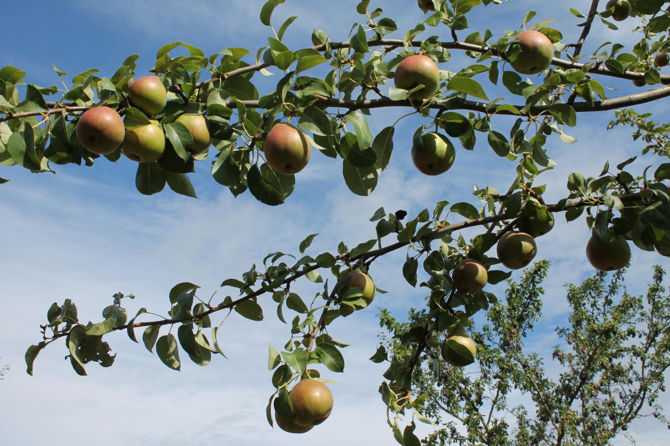 Äpfel, Birnen und Walnüsse frisch vom Baum – Ernten und Naschen auf Würzburgs Streuobstwiesen erlaubt